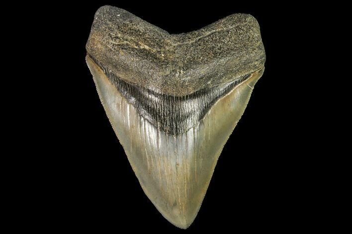 Serrated, Fossil Megalodon Tooth - Georgia #138998